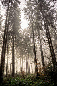 Low angle view of pine trees in forest
