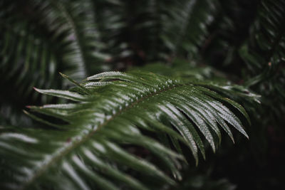 Close-up of wet leaves on tree