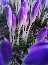 Close-up of purple crocus blooming outdoors