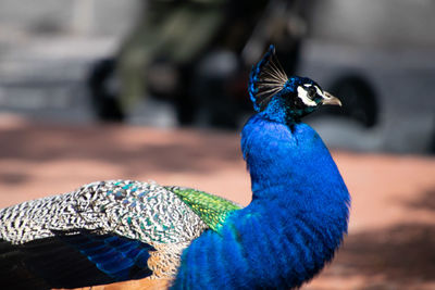 Close-up of peacock