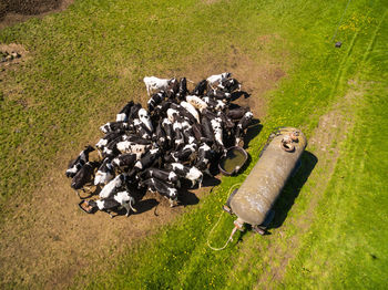 High angle view of eggs on field