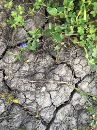 Close-up of lizard on plant