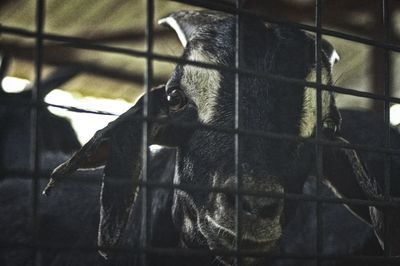 Close-up of dog in cage