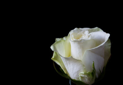 Close-up of rose against black background