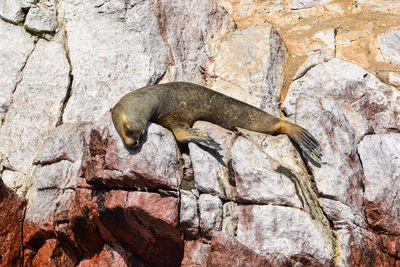 View of lizard on rock