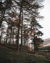 Trees in forest