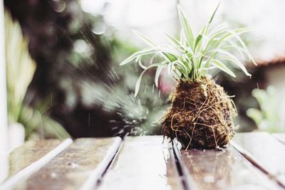 Close-up of potted plant on table