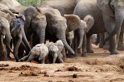African elephant with calves on field