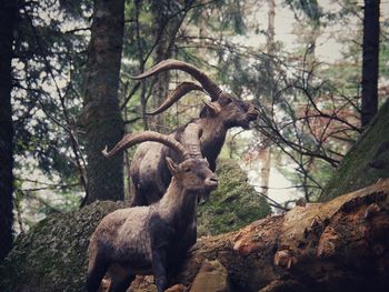 Mountain goats among the mountain rocks