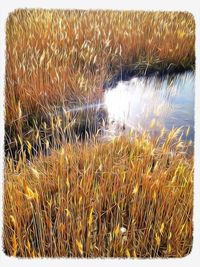 Tranquil scene of lake