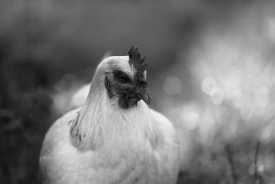 Close-up of rooster