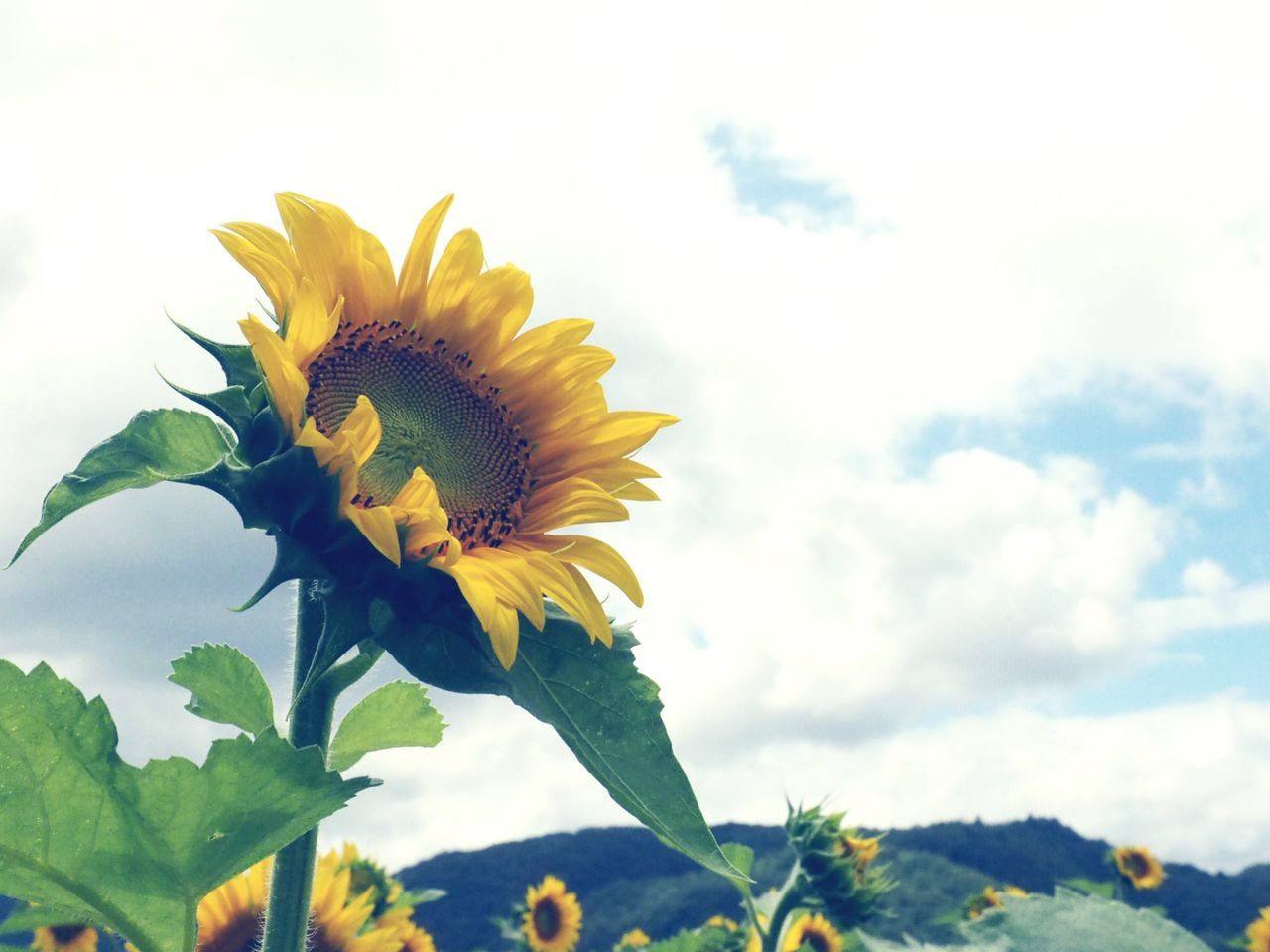 flower, freshness, petal, fragility, flower head, yellow, sunflower, growth, sky, beauty in nature, blooming, single flower, nature, plant, leaf, pollen, close-up, low angle view, field, in bloom