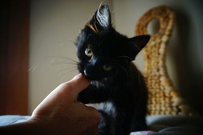 Close-up of hand with kitten