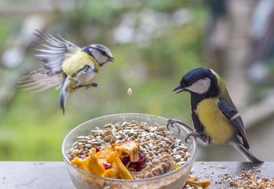 Close-up of bird eating food