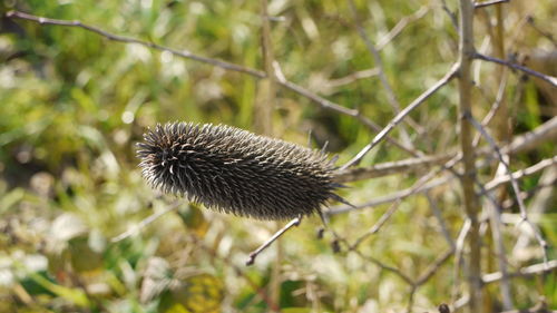 Close-up of plant against blurred background