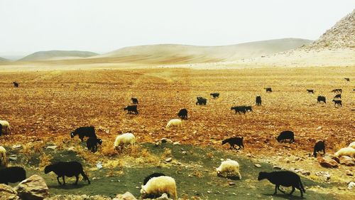 Flock of sheep grazing on field against sky