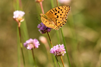 Close-up of butterfly pollinating on pink flower