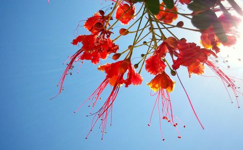 Low angle view of leaves