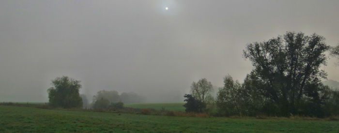 Trees on field against sky during foggy weather