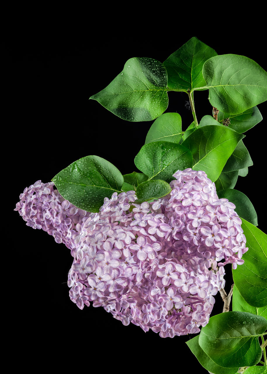 flower, black background, leaf, plant part, lilac, studio shot, petal, freshness, green, plant, nature, healthy eating, no people, indoors, food and drink, purple, close-up, beauty in nature, food, wellbeing, vegetable, growth, pink, flowering plant