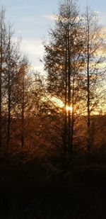 Trees in forest against sky during sunset