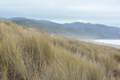 Scenic view of grassy field by beach and mountains against sky