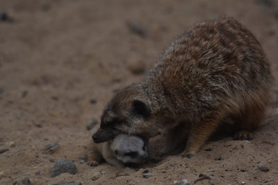 Close-up of an animal lying on sand
