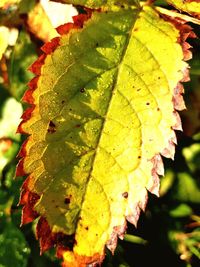 Close-up of autumn leaf