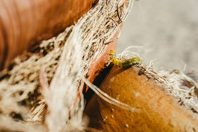 Close-up of tree trunk