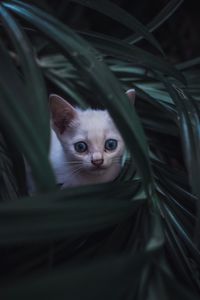 Close-up portrait of kitten amidst plants