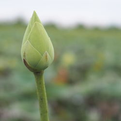 Close-up of flower bud growing on field