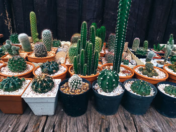 Cactus on wooden background, cactus in pot background