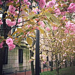 Pink flowers blooming on tree