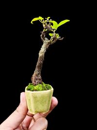 Close-up of hand holding potted plant against black background