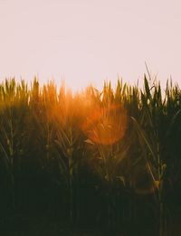 Wheat plants on field against clear sky