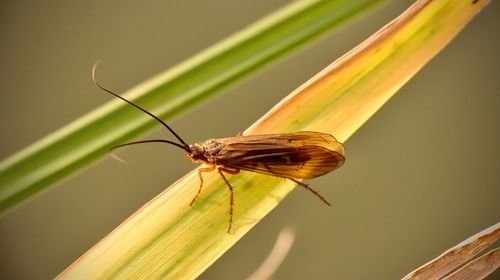 Close-up of butterfly on plant
