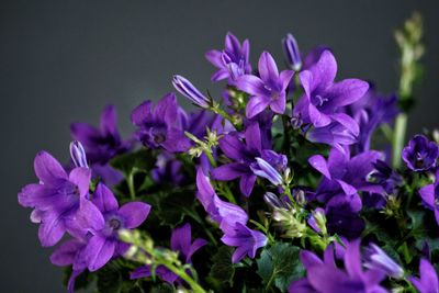 Close-up of purple flowering plants against blue background