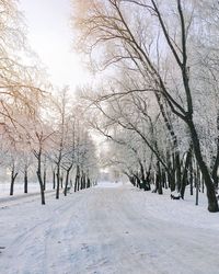 Bare trees on snow covered landscape