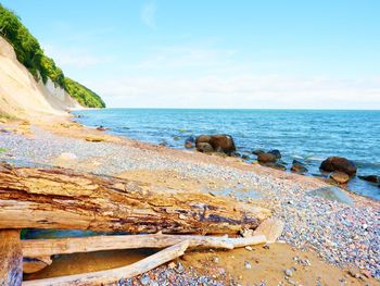 Blue sky above sea water level. lonely fallen tree on empty stony coastline. death tree.