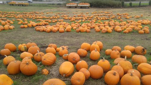 Close-up of pumpkins on field