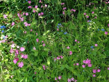 High angle view of pink flowering plants on field