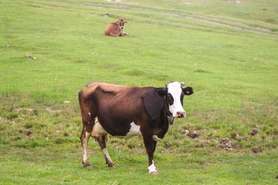 Cows standing in a field