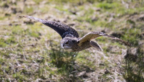 Close-up of eagle flying