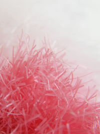 Close-up of pink plant