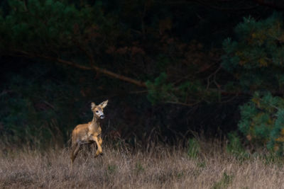 View of deer running on field