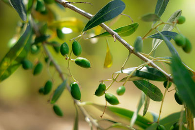 Close-up of berries growing on tree