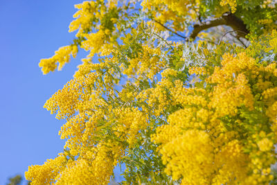 Low angle view of yellow flowering plants against sky