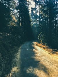 View of trees in forest