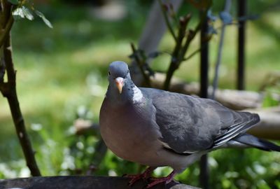 Close-up of bird