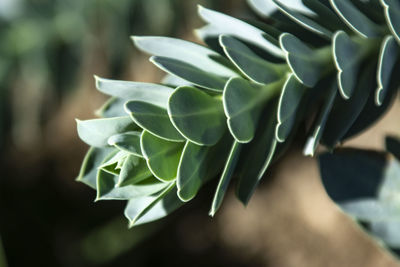 Close-up of succulent plant